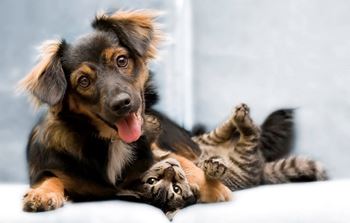Pet-friendly